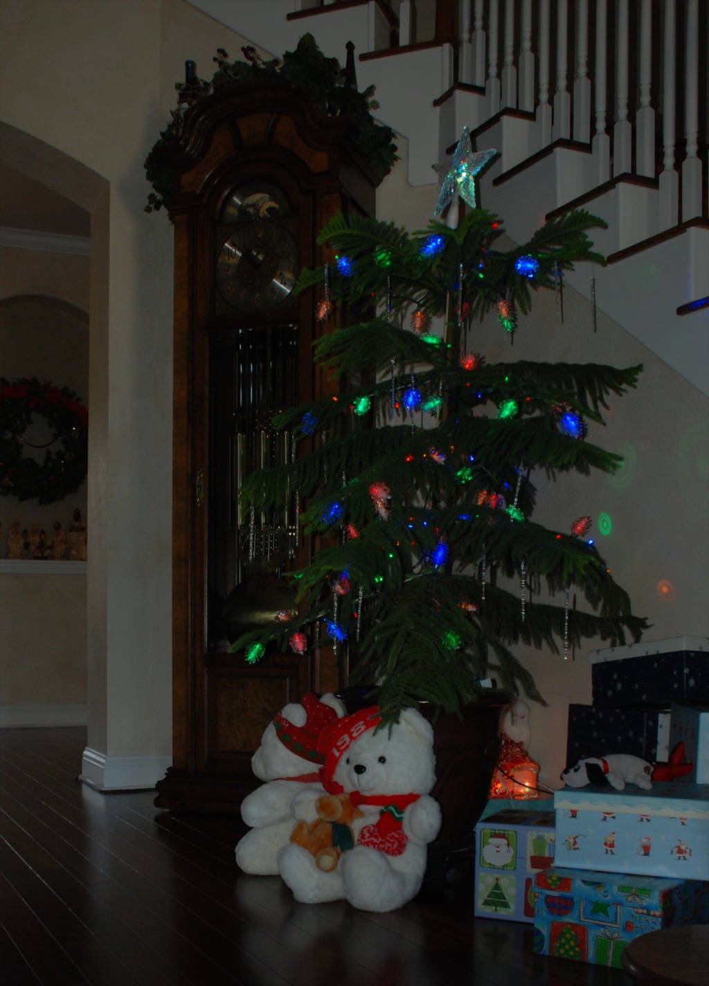 2012/12(Dec)/10(Before Christmas Fun)/1024x768_2012-12 Norfolk Pine 2.jpg